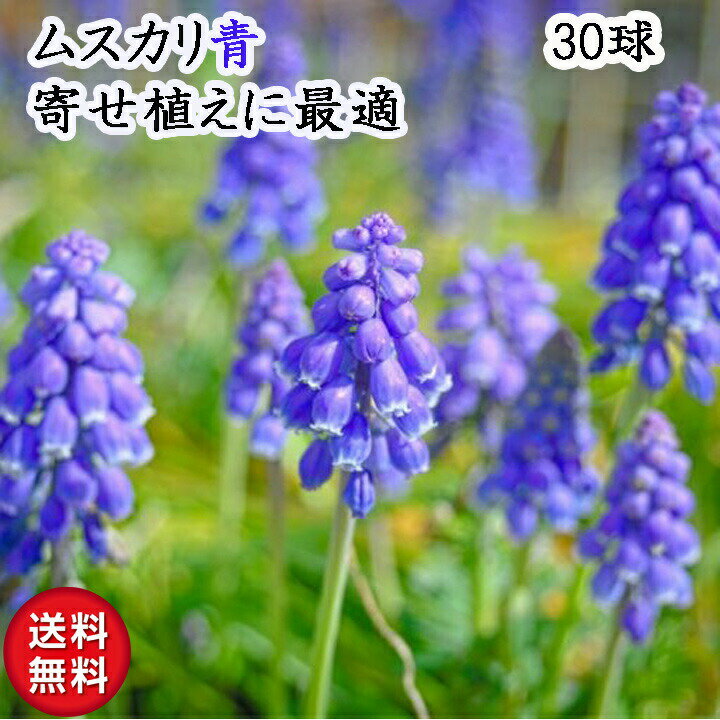 ムスカリ 球根 お任せ品種 秋冬植え 春咲き 寄せ植え 青や紫系