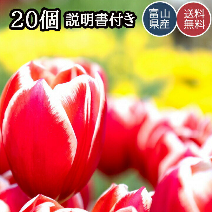 チューリップ 球根 おまかせミックスも 可愛いお花 安心の国内出荷 20個 20球 日本製 国産 送料無料