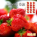 越後姫 Lサイズ 15粒新潟ブランド苺 新潟県産苺 イチゴ いちご 果物フルーツ 北越いちば【単品配送】【産地直送品】【送料無料・クール便配送】【沖縄・離島配送...