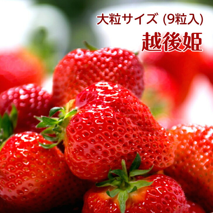 越後姫　大粒　9粒入新潟ブランド苺　新潟県産苺　イチゴ　いちご　果物フルーツ　北越いちば【単品配送】【産地直送品】【送料無料・クール便配送】【沖縄・離島配送不可】【同梱不可】【配送日指定不可】【前払決済不可】