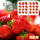 越後姫 2Lサイズ 24粒新潟ブランド苺 新潟県産苺 イチゴ いちご 果物フルーツ 北越いちば【単品配送】【産地直送品】【送料無料・クール便配送】【沖縄・離島配...