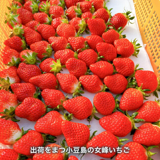 【送料無料】マルキン食品 島いちごわらび餅 225g×10袋 1ケース 小豆島