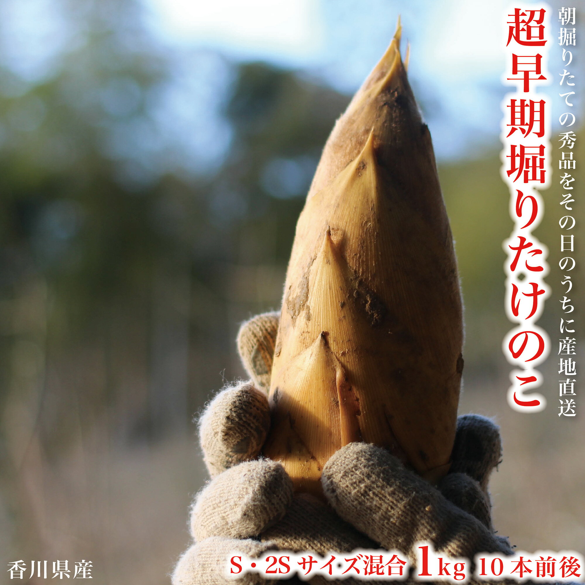 【ポイント5倍】たけのこ 石井さんちの 香川県産 たけのこ S・2Sサイズ混合 1kg 1箱 10本前後 タケノコ 竹の子 筍 生たけのこ 国産 家庭用 業務用 【超早期掘り秀品】【出荷中】