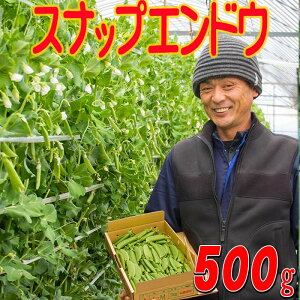 スナップえんどう 500g メール便 送料無料 新鮮 朝もぎ直送 レンジで簡単調理 豆 えんどう豆 スナックエンドウ 佐藤さんちのスナップエンドウ