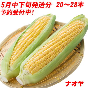 2026年度分予約受付中! とうもろこし ゴールドラッシュ 10〜14本 4kg以上×2セット とうきび バーベキュー BBQ 九州 島原産 農家 産地 直送 朝もぎ でをお届けします プレゼント まとめ買い 父の日 ギフト