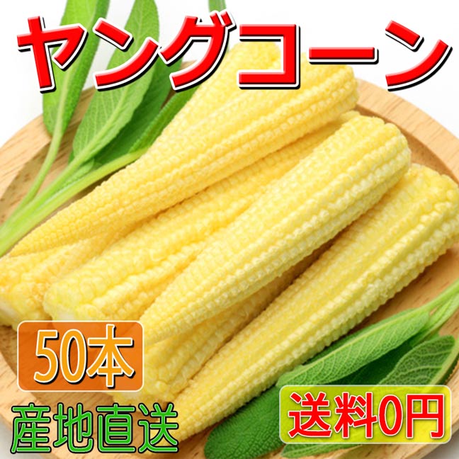 2023年4月分予約受付中 訳あり ヤングコーン 100本以上 6kg以上 50本入り×2箱でお届けします 送料無料 大きさ不揃い 皮付き 無農薬 ベビーコーン とうもろこし の赤ちゃんです