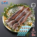 【お得な大容量】【大8杯】【胴だけで25cm前後】寒シマメ丸ごと凍結2.4kg【1杯約300g】 スルメイカ 烏賊 お刺身 おつまみ いかそうめん 冷凍 国産 肝 うり いかわた 塩辛 島根 隠岐 産地直送 ギフト 島風生活 海士町 CAS