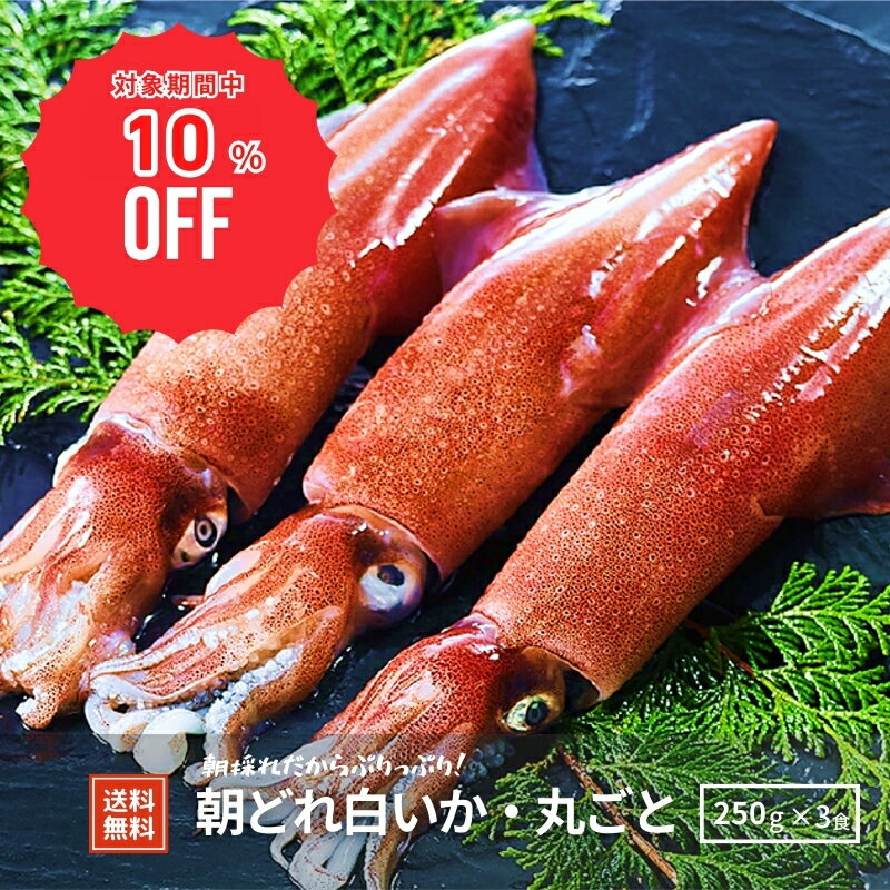 【10%OFF！12/4(木)20時～SALE特価でご案内♪】【隠岐島直送】【 大サイズ3杯】白いか丸ごと凍結計750gいか イカ 剣先イカ 白いか シロイカ 刺身 お造り おつまみ 冷凍 山陰 島根 隠岐 朝どれ 産地直送 土産 海鮮 贈答用 ギフト 島風生活 海士町 CAS