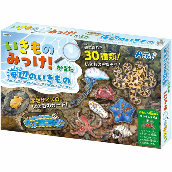 磯に隠れた30種類の生き物を探そう！ かるたで遊びながら海辺の生き物を知ることができます。 磯の様子を表現した海辺のシート付！ 本物サイズのいきものカード！ 商品サイズ いきものカードシート：170×110mm、読み札：57×87mm）、海辺シート：297×210mm セット内容 いきものカードシート×7、読み札×30、海辺シート×4 材質：紙 ※ポスト投函配達発送です(ゆうパケット、ネコポス等) ※注文数量によっては宅配便を使用することもあります。 ※サイズの関係上緩衝材等を使わずにそのまま商品が入っていますので、箱潰れ等がある場合があります。 ○ 不在時でも配達されるので便利(ポストに入らない場合は不在票が入りますので宅配会社にご連絡の上お受け取り下さい)