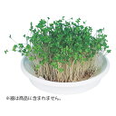 アーテック 水耕栽培ユニット ブロッコリースプラウト 園芸 食育 知育 野菜 葉物 種 102969 送料無料