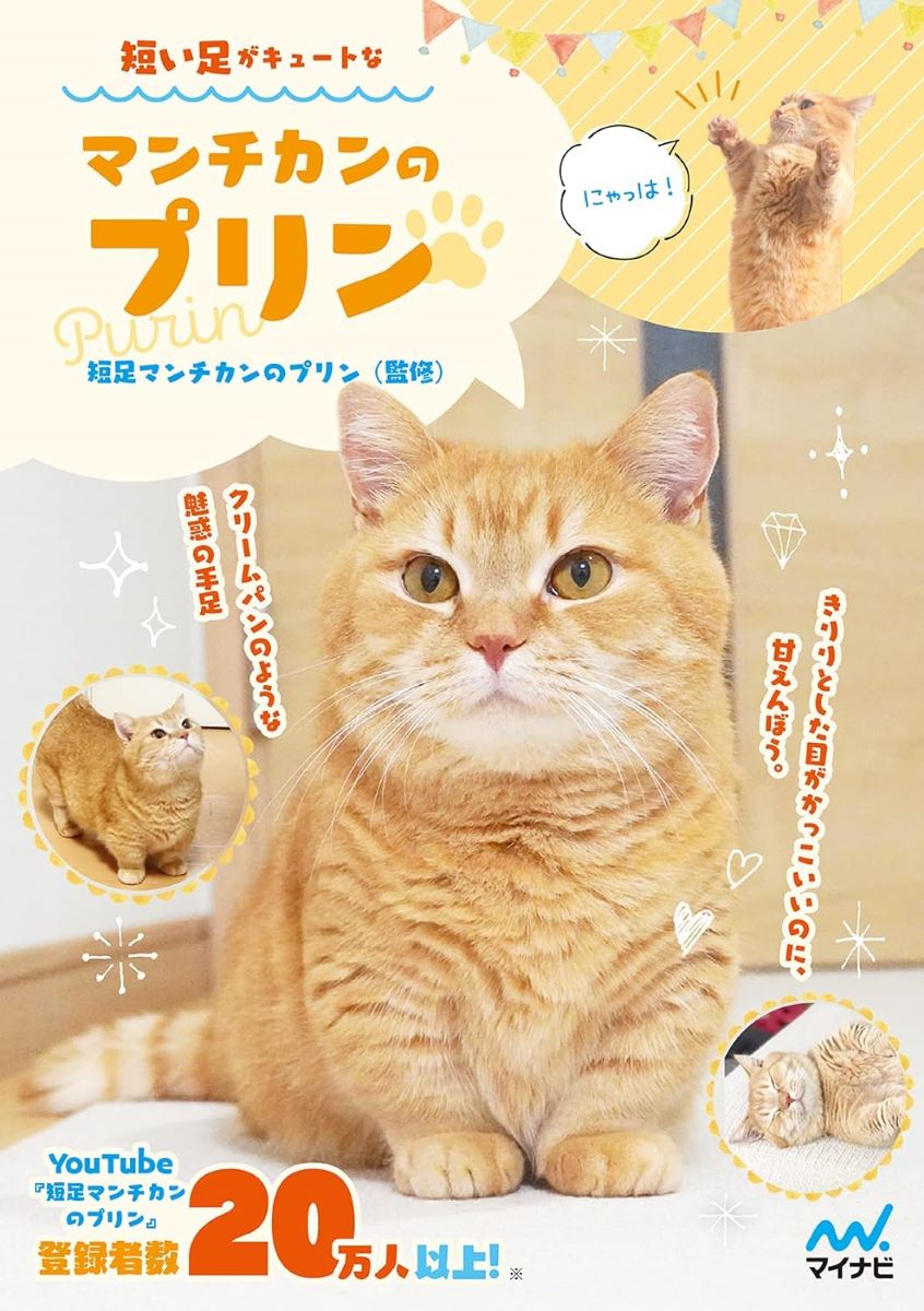 短い足がキュートなマンチカンのプリン ／ マイナビ