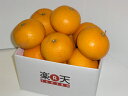 3箱同時購入で送料無料!【ワケあり】今治産 はっさく3kg【...