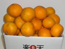 2箱買うと送料無料!!愛媛産【ワケあり】清見タンゴール2.5kg【10P11Apr15】【RCP】(4)