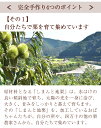 栗きんとん(12個入)【冷凍】ギフト お取り寄せスイーツ しまんと地栗 国産栗 和栗 和菓子 栗スイーツ 添加物不使用 母の日 四万十 贈りもの プレゼント 御祝 御礼 お歳暮 手づくり 個包装 のし 熨斗 2