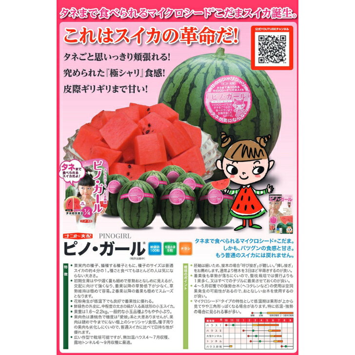 商品情報【種子ご購入時の注意点と納期について】■納期について　即納か新タネ整い次第のお届けかの判断の為、播種予定月についてセレクトボックスより選択をお願い致します。種子は春まき秋まき品種があることからお客様の播種予定により現行種子或いは新タネ切り替え後のお届けの判断をさせていただきます。■送料について商品には荷造運賃を含む総額或いは送料無料でのお届けとなります。（発送方法は当店指定の発送方法となりますので予めご了承くださいませ）　　■発送方法軽量種子は全て日本郵便（ポスト投函）での発送を基本とします。ただし、軽量種子高額商品は当店並びに、メーカーの判断にて自動車便発送とさせていただきます。■商品は当店若しくは、メーカーからの発送となります。■代引決済に関するご注意代引き決済は取り扱いをしておりません■春種及び秋種切り替え時期のご購入の場合は納期についてご相談をさせていただく場合ございます。※播種時期により新タネ或いは、現行種子でのお届けの判断をさせていただきますのでご注文時の播種予定月の選択をお願い致します。〇9月以降のご注文はご指定がない限り新タネ入庫をもってのお届けとさせていただきますが播種のご都合で即納ご希望にも対応が可能です。その際は大変お手数ではございますが「即納希望」としてご返信のほどお願いいたします。〇新タネの入庫は例年11月後半より品目により順次入庫しておりますが、トウモロコシ・枝豆・大豆類は2月から3月となり、遅延の場合もございます。納入が播種の都合上間に合わないと思われる場合は品種の変更などのご提案もさせていただきますのでご了承くださいませ。※新タネにおいてはメーカーにおいてご注文時と規格容量が変更となる場合もございますので予めご了承ください。〇馬鈴薯種子は品種により入庫時期が異なりますので御注文の最終入庫品種をもって2月中のお届けとなります。〇生姜、里芋、長芋、こんにゃく芋などのナマモノ種子は3/下旬から4月の入庫をもってのお届けとなります。※作柄が悪く出荷按分や出荷不可となる場合も十分考えられるのでその際は順次ご連絡をさせていただきたく存じます。〇春まき用緑肥関係は整い次第2月下旬以降、順次入庫を予定しております。【小玉スイカ種子】ナント交配　「ピノガール（ぴのがーる）」「ピノガール552」「ピノガール555」 タネまで食べられる「マイクロシード」こだまスイカ「ピノガール」誕生！うどんこ病・炭そ病耐病性を持つ進化したピノガール552/555新発売 5