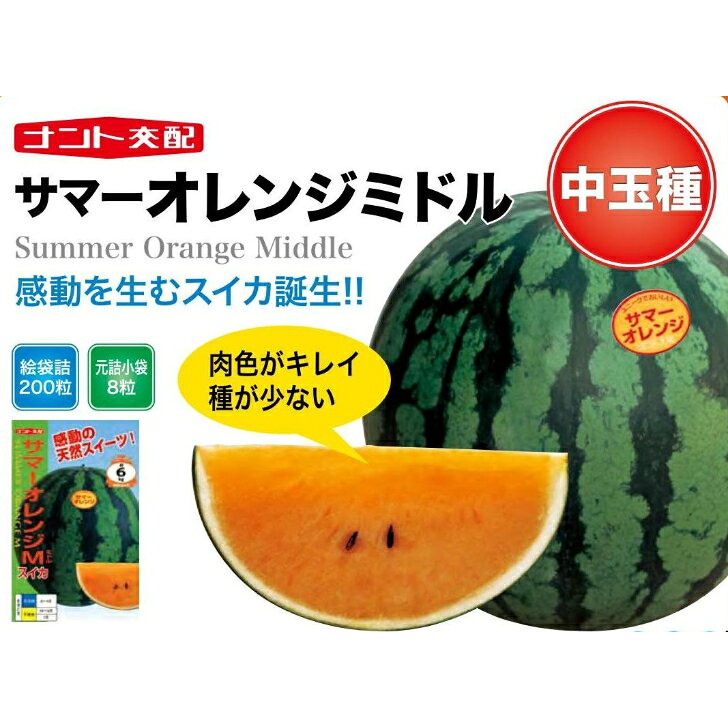 商品情報【種子ご購入時の注意点と納期について】■納期について　即納か新タネ整い次第のお届けかの判断の為、播種予定月についてセレクトボックスより選択をお願い致します。種子は春まき秋まき品種があることからお客様の播種予定により現行種子或いは新タネ切り替え後のお届けの判断をさせていただきます。■送料について商品には荷造運賃を含む総額或いは送料無料でのお届けとなります。（発送方法は当店指定の発送方法となりますので予めご了承くださいませ）　　■発送方法軽量種子は全て日本郵便（ポスト投函）での発送を基本とします。ただし、軽量種子高額商品は当店並びに、メーカーの判断にて自動車便発送とさせていただきます。■商品は当店若しくは、メーカーからの発送となります。■代引決済に関するご注意代引き決済は取り扱いをしておりません■春種及び秋種切り替え時期のご購入の場合は納期についてご相談をさせていただく場合ございます。※播種時期により新タネ或いは、現行種子でのお届けの判断をさせていただきますのでご注文時の播種予定月の選択をお願い致します。〇9月以降のご注文はご指定がない限り新タネ入庫をもってのお届けとさせていただきますが播種のご都合で即納ご希望にも対応が可能です。その際は大変お手数ではございますが「即納希望」としてご返信のほどお願いいたします。〇新タネの入庫は例年11月後半より品目により順次入庫しておりますが、トウモロコシ・枝豆・大豆類は2月から3月となり、遅延の場合もございます。納入が播種の都合上間に合わないと思われる場合は品種の変更などのご提案もさせていただきますのでご了承くださいませ。※新タネにおいてはメーカーにおいてご注文時と規格容量が変更となる場合もございますので予めご了承ください。〇馬鈴薯種子は品種により入庫時期が異なりますので御注文の最終入庫品種をもって2月中のお届けとなります。〇生姜、里芋、長芋、こんにゃく芋などのナマモノ種子は3/下旬から4月の入庫をもってのお届けとなります。※作柄が悪く出荷按分や出荷不可となる場合も十分考えられるのでその際は順次ご連絡をさせていただきたく存じます。〇春まき用緑肥関係は整い次第2月下旬以降、順次入庫を予定しております。【中玉スイカ種子】ナント交配　「サマーオレンジミドル」 感動を生む中玉スイカ！糖度は12.5～13度と極めて高く、さわやかな食味のオレンジ中玉西瓜！ 5