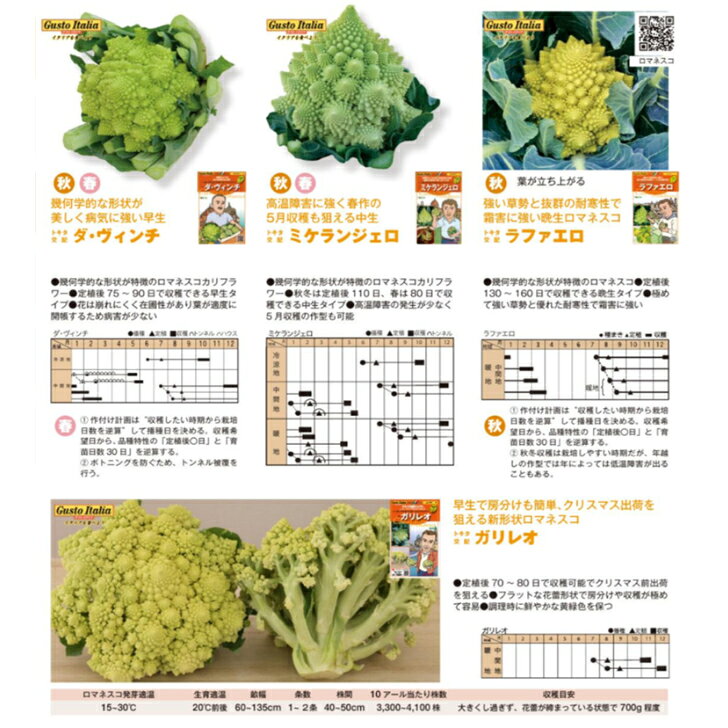 【イタリア野菜のタネ】トキタ種苗　グストイタリアロマネスコ　「ダヴィンチ」「ミケランジェロ」「ラファ ...