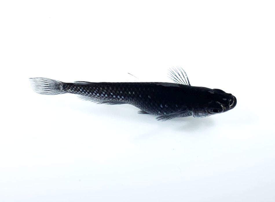 メダカの種類一覧 珍しいものや高級品種など 気になる特徴や見分け方も解説 暮らし の