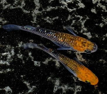 （メダカ めだか）煌めきラメ 3cm 3匹セット三色 ラメ ペット 高級 変わり 種類 生体 成魚 淡水魚 観賞 魚 観賞用 アクアリウム 埼玉 県産