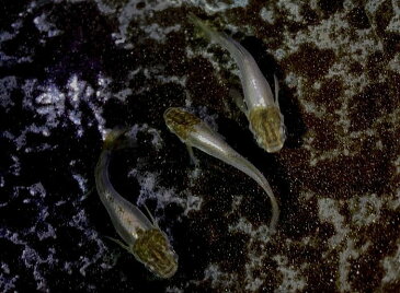 (メダカ めだか)鳳凰 成魚1匹ヒカリ体型 変わり 種類 生体 成魚 淡水魚 観賞 魚 観賞用 アクアリウム 埼玉 県産