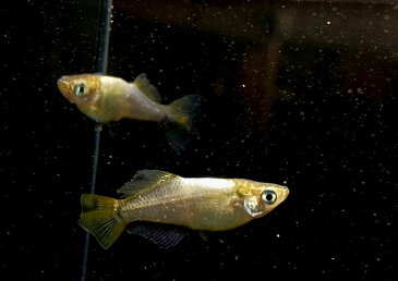 (メダカ めだか)鳳凰 成魚1匹ヒカリ体型 変わり 種類 生体 成魚 淡水魚 観賞 魚 観賞用 アクアリウム 埼玉 県産