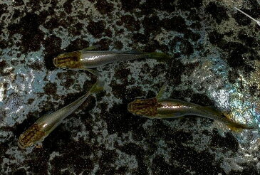 (メダカ めだか)鳳凰 成魚1匹ヒカリ体型 変わり 種類 生体 成魚 淡水魚 観賞 魚 観賞用 アクアリウム 埼玉 県産