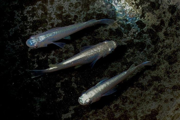 （メダカ めだか）プラチナミユキ 成魚3匹（1ペア+1）鉄仮面 変わり 種類 生体 成魚 淡水魚 観賞 魚 観賞用 アクアリウム 埼玉 県産