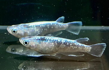 (メダカ めだか)【サバの極み】 成魚1匹 新種 体外光 高級 変わり 種類 生体 成魚 淡水魚 観賞 魚 観賞用 アクアリウム 埼玉 県産