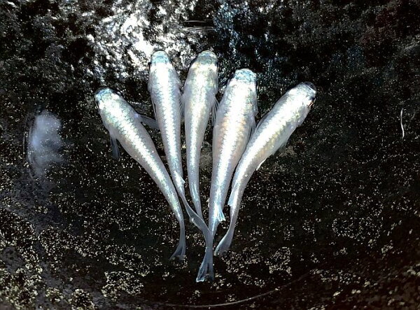 (メダカめだか)サンセット極龍(きわみりゅう)フルボディ成魚3匹(1ペア+1匹)体外光鉄仮面ミユキ変わり種類生体成魚淡水魚観賞魚