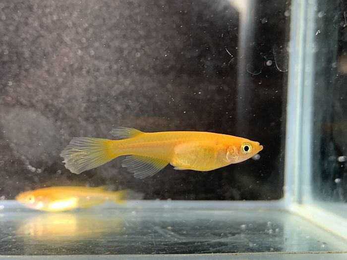 成魚 めだか 楊貴妃ヒレ長 紅帝 10匹楊貴妃メダカ メダカ 熱帯魚 アクアリウム ヒレ長 めだか 楊貴妃ヒレ長 生体 淡水魚 魚 魚 3cm前後サイズ 高級 変わり 種類 成魚 観賞 観賞用 観賞魚 活えさ 下総ファーム