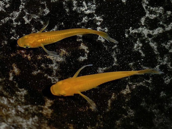 成魚 めだか 楊貴妃ヒレ長 紅帝 10匹楊貴妃メダカ メダカ 熱帯魚 アクアリウム ヒレ長 めだか 楊貴妃ヒレ長 生体 淡水魚 魚 魚 3cm前後サイズ 高級 変わり 種類 成魚 観賞 観賞用 観賞魚 活えさ 下総ファーム