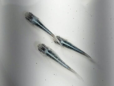 (メダカ めだか)【サバの極み】 成魚1匹 新種 体外光 高級 変わり 種類 生体 成魚 淡水魚 観賞 魚 観賞用 アクアリウム 埼玉 県産