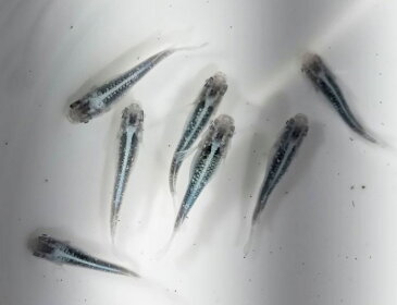 (メダカ めだか)【サバの極み】 成魚1匹 新種 体外光 高級 変わり 種類 生体 成魚 淡水魚 観賞 魚 観賞用 アクアリウム 埼玉 県産