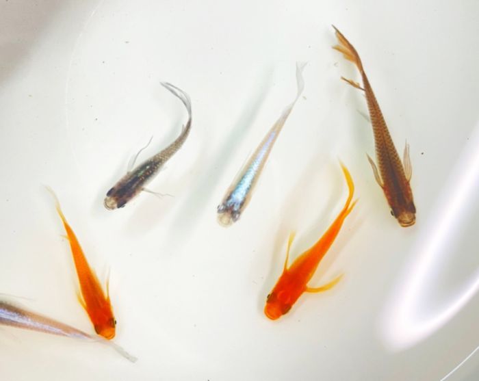 （メダカ めだか）ヒレ長ミックス 3匹ミックス ヒレ長 高級 変わり 種類 生体 成魚 淡水魚 観賞 魚 観賞用