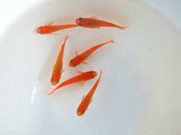 (熱帯魚 生体)ネオンテトラ（SMサイズ約1.5-2cm）(10匹) ＋ プリステラ（約2cm）（7匹）【水槽/熱帯魚/観賞魚/飼育】【生体】【通販/販売】【アクアリウム/あくありうむ】【小型】