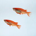 (メダカ めだか) 紅帝 5匹セット 紅帝メダカ セット 生体 種類 赤 鮮やか 淡水魚 観賞魚 観賞用 アクアリウム ペット 飼育 繁殖 掛け合わせ 販売