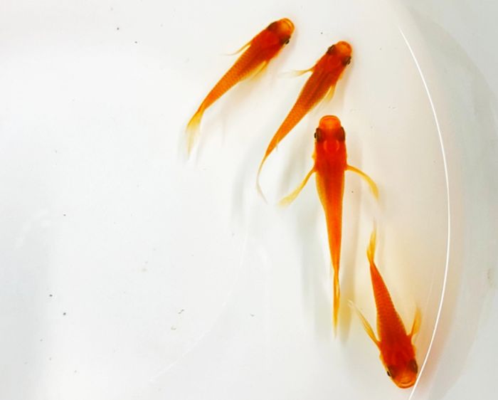 成魚 めだか 楊貴妃ヒレ長 紅帝 10匹楊貴妃メダカ メダカ 熱帯魚 アクアリウム ヒレ長 めだか 楊貴妃ヒレ長 生体 淡水魚 魚 魚 3cm前後サイズ 高級 変わり 種類 成魚 観賞 観賞用 観賞魚 活えさ 下総ファーム