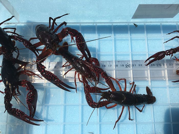 釣りエサ セール開催中最短即日発送 肉食系熱帯魚 カメのエサに最適 色揚げ効果も期待片ツメが15 30 混ざります 活エサ 9cm 11cm Llサイズ 片ツメ混じり 50匹セット ザリガニ