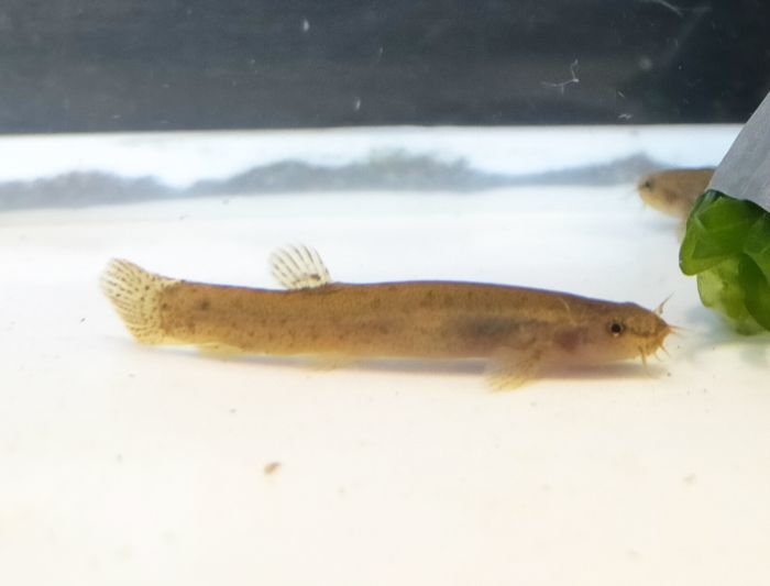 （淡水魚）ホトケドジョウ 4cm-6cm 3匹