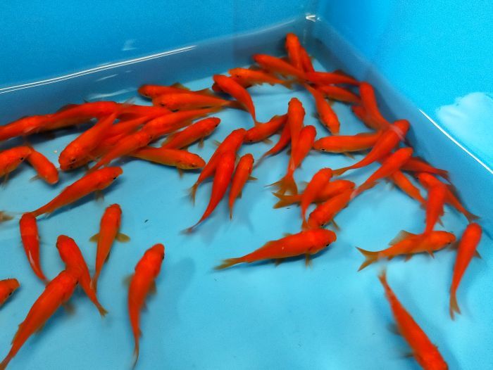(金魚) 小赤（3cm-4cm) 50匹 エサ用金魚