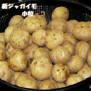 新春　国産新じゃがいも約5K箱S-2Sサイズ【送料無料】じゃがいも小粒・小粒・小粒馬鈴薯　産地厳選　旬産地から　コロコロと可愛い！