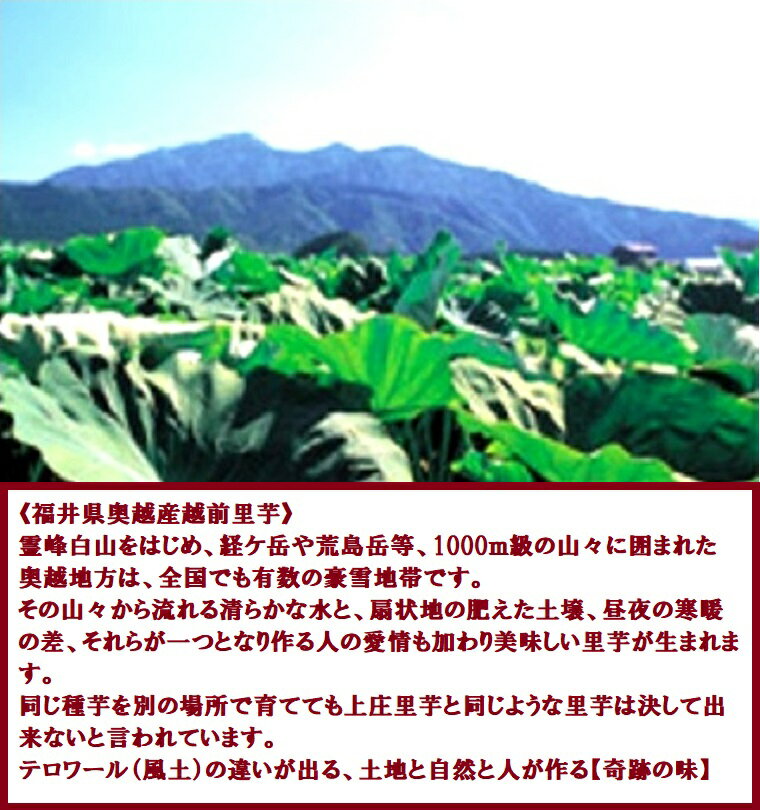 さといも 送料無料 水煮洗い さといも 160g 真空袋 ×7袋　福井県産 里芋 　簡単調理！まとめ買いおせち料理 煮っころがし　煮物　味噌汁