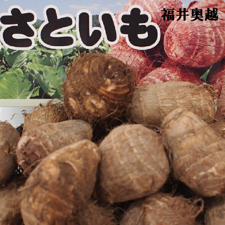 福井県特産越前里芋約5K箱良＊B級グルメご家庭用でタップリ！お買い得！【おせち料理に】⇒送料無料上庄里芋・テラル越前・大野・勝山・さといも・芋煮・煮っころがし