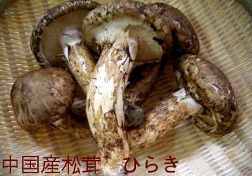 松茸としめじのキノコセット《スダチも2個入り》【送料無料-ク−ル便】7月下旬から発送予定