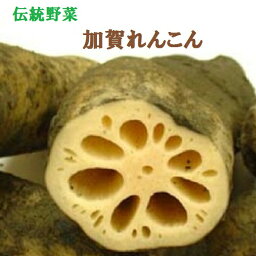 加賀 野菜 伝統野菜 加賀れんこん 約1K箱北陸の銘品　煮物・酢の物・天ぷら ・おせち 料理に 送料無料