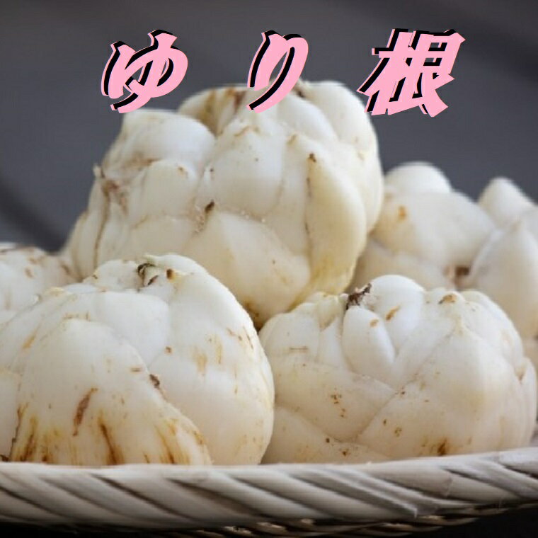 高級食材★年末年始期間限定 とても貴重な野菜栄養価が高く美しい【ゆり根】5玉　国...