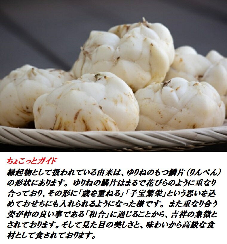 高級食材★年末年始期間限定 とても貴重な野菜栄養価が高く美しい【ゆり根】5玉　国...