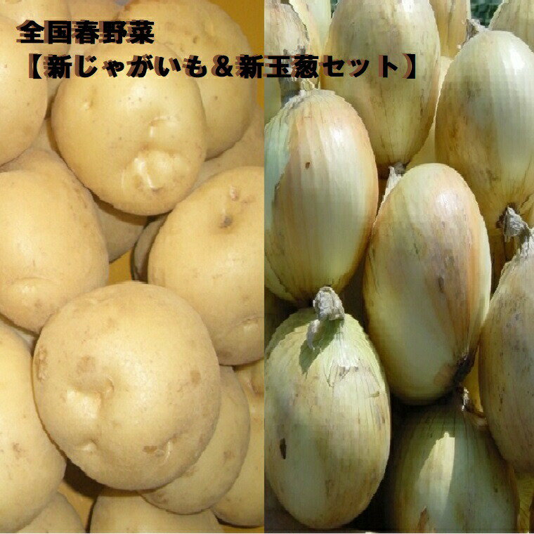 楽天福井くいしんぼ楽天市場店春野菜セット　約4K入り【新じゃがいも2K＆新玉葱2Kセット】全国　国産・九州・鹿児島・長崎・佐賀・兵庫等《送料無料》