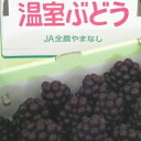 【サファイア色の贈り物】ぶどう王国山梨・島根県デラウエアー 2K箱ハウス栽培【送料無料】母の日・父の日には是非プレゼント!!:【donpa0508_frshipg】【kdsm_送料無料】