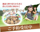 商品画像：自然食品のたいようの人気おせち楽天、《予約》＊福井県特産上庄里芋約3K箱⇒サイズ指定なし 【送料無料】【お歳暮・贈答用に】【おせち料理に】